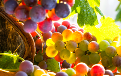 Tout savoir sur les vendanges !