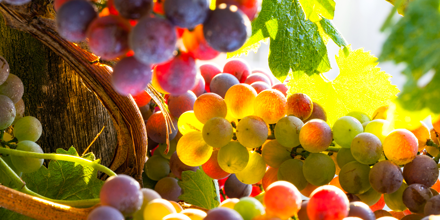 Tout savoir sur les vendanges !
