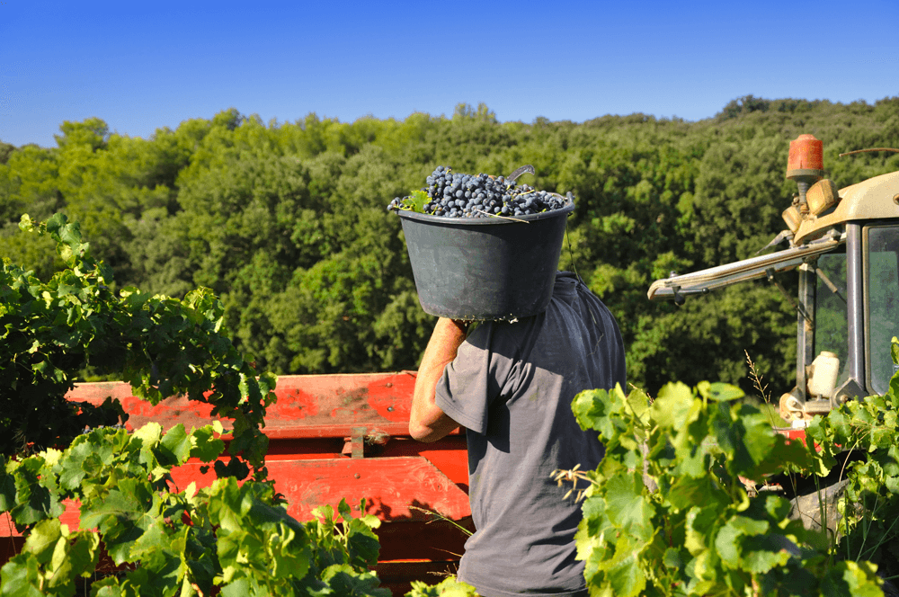 vendanges récolte manuelle