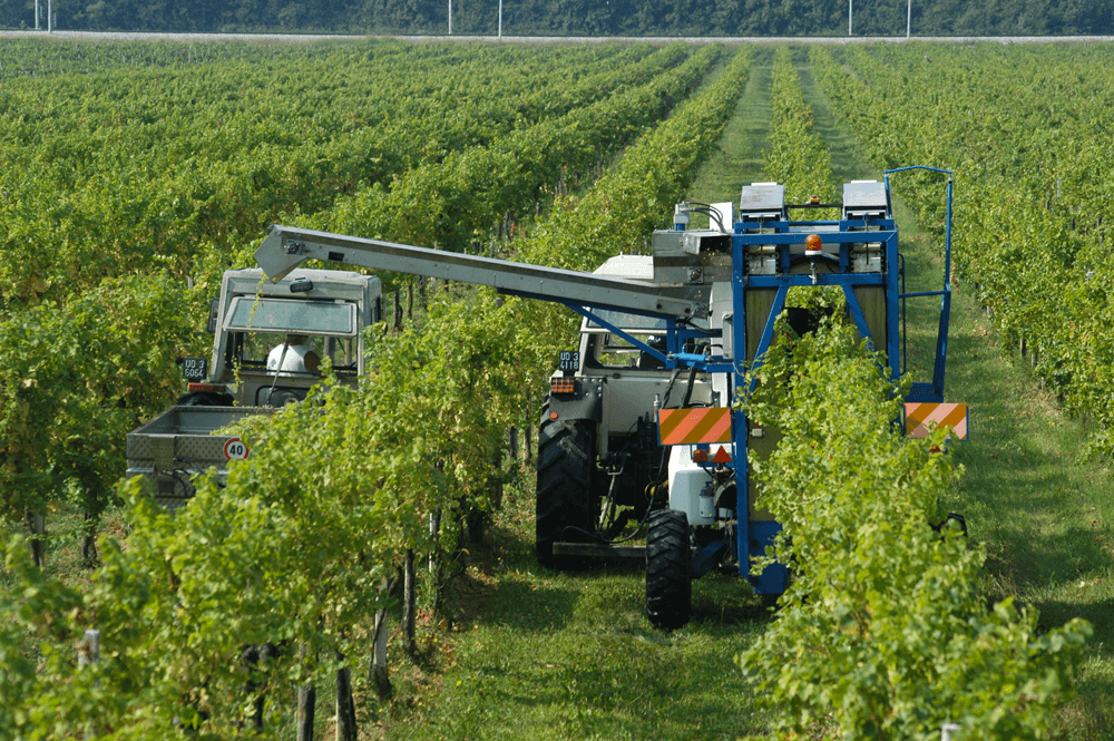 Vendanges récolte mécanique