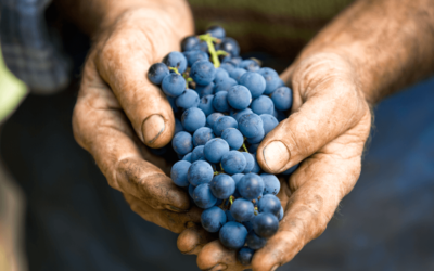 Comment s’y retrouver entre vin biologique (Label AB), biodynamique et naturel ?