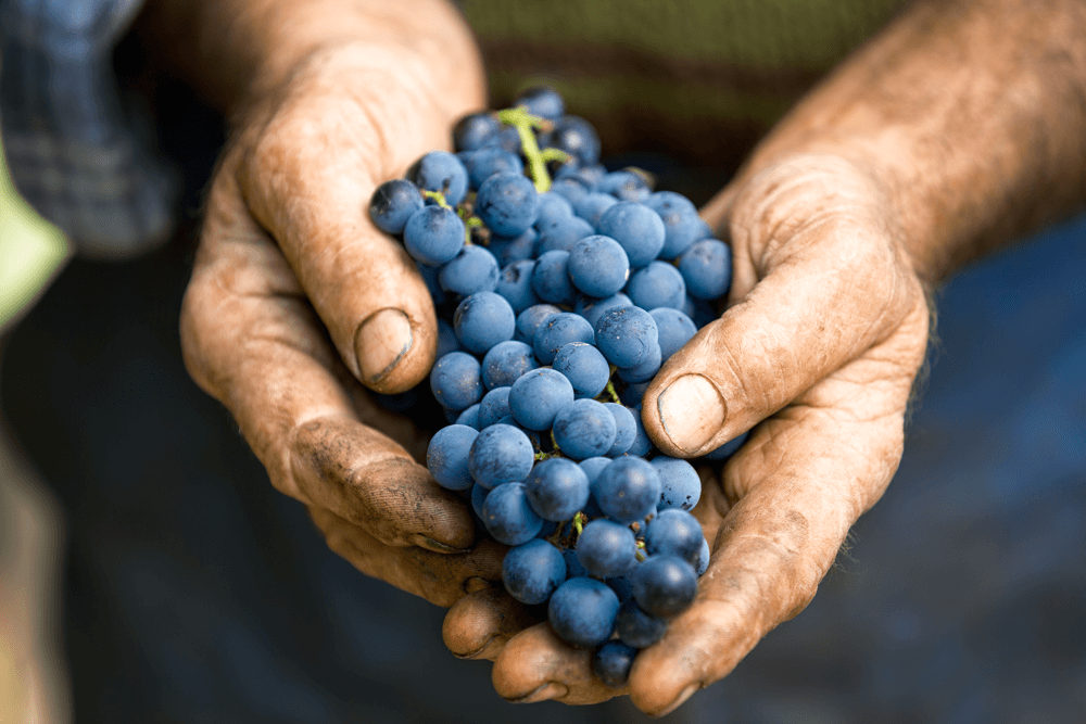 Comment s’y retrouver entre vin biologique (Label AB), biodynamique et naturel ?