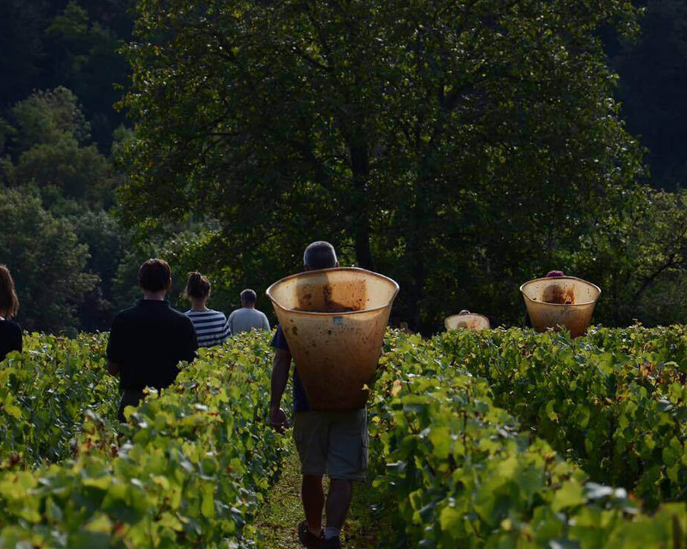 vendange-vin